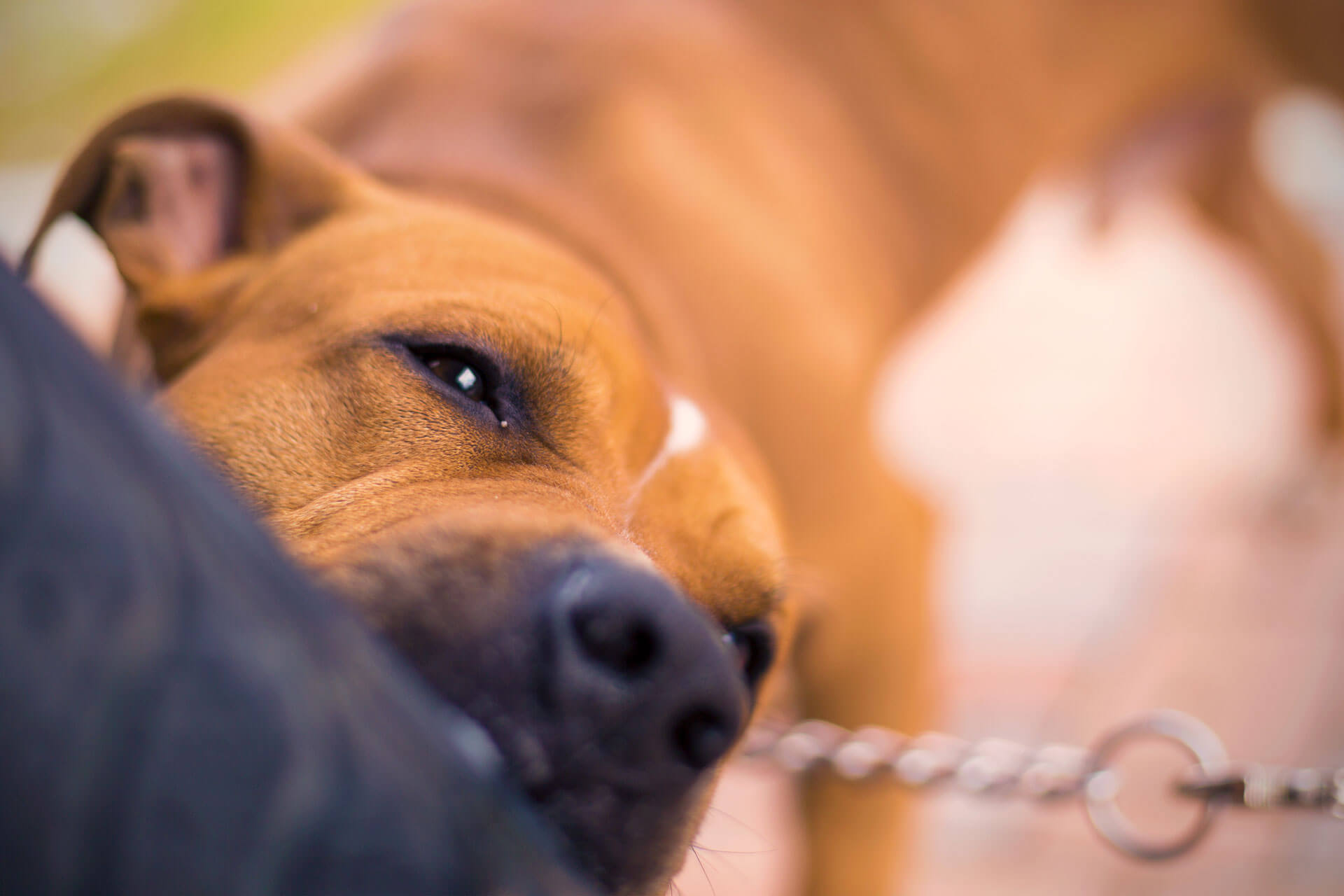 Dog Bite Lawyers | Decatur AL Dog Bite Attorneys | 256-534-3435