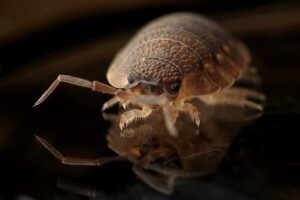 a close-up of a bed bug