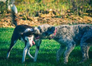 Two dogs fighting and biting