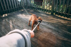 A dog holding a rope.