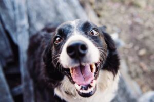  A close-up of a happy border collie