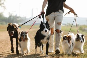  A woman walks multiple dogs on leashes 