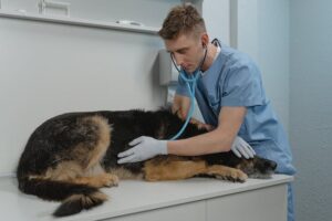  Veterinarian with stethoscope on dog's chest 