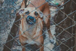 Angry dog behind a wired fence 